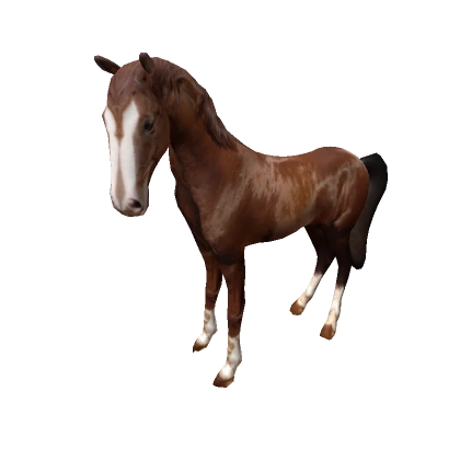 A Horse