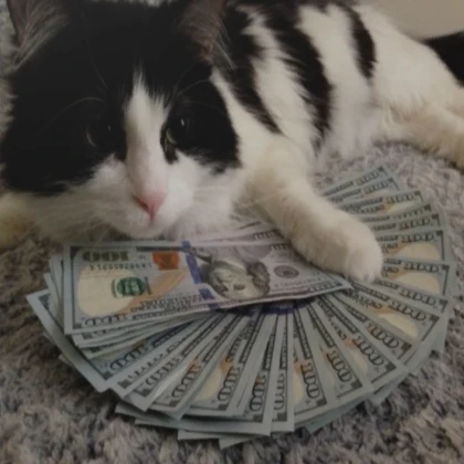 Rich cat pfp