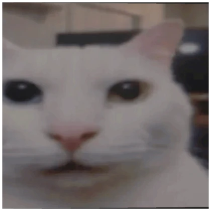 funny cat pfp