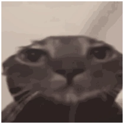 sad funny cat pfp