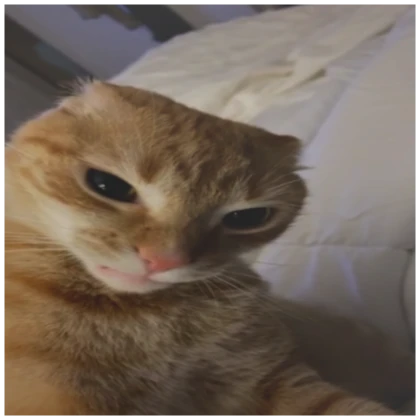 angry cat funny pfp