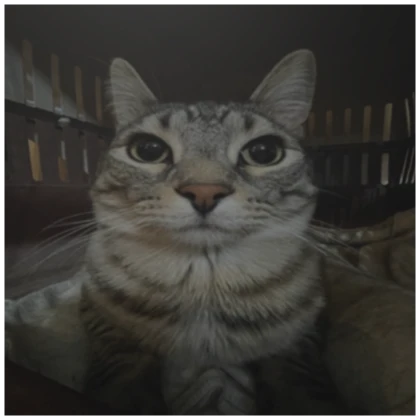 serious cat pfp