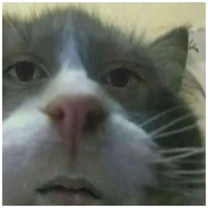 confused cat pfp