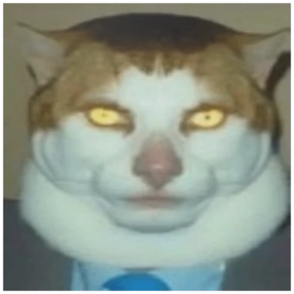 meme cat pfp