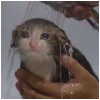 crying sad cat pfp