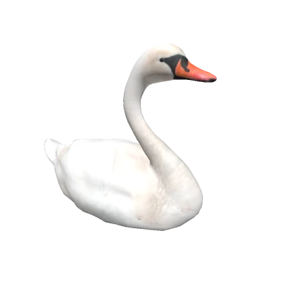 Swan on head