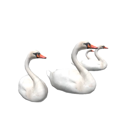 Swans in back 