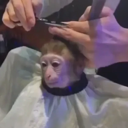 monkey hair cut pfp