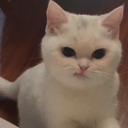 another angry kitten pfp