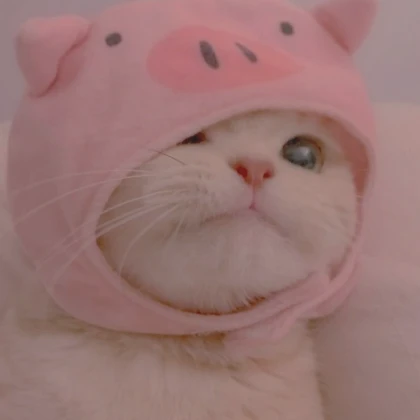 adorable cat pfp