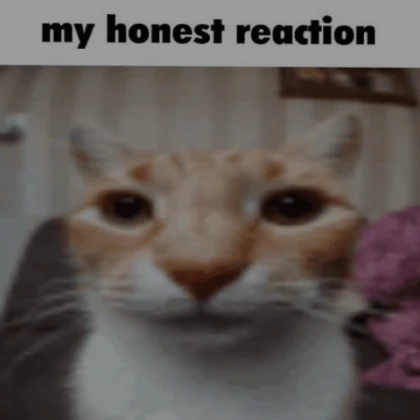 My Honest Reaction Cat Kitten PFP Profile Picture