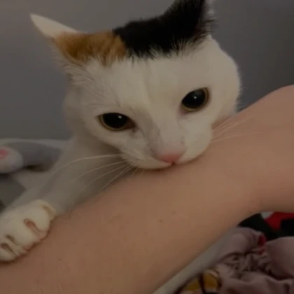 Bite Cat Kitten Meme PFP Profile Picture