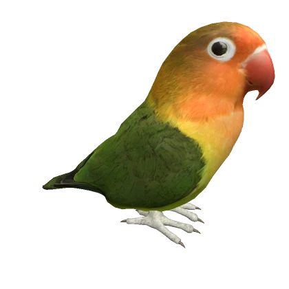 Realistic lovebird 3d