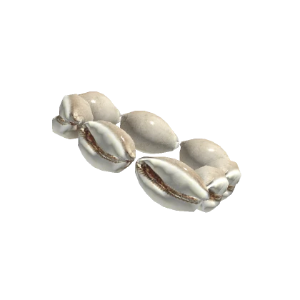 3.0 Right Cowrie Shell Bracelet