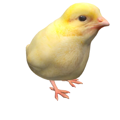 Small chicken 3d