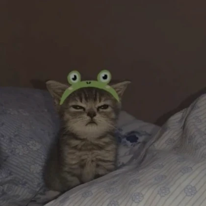 Cute Cat Frog Pfp