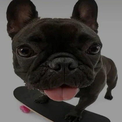 Cute Dog Skateboard Pfp