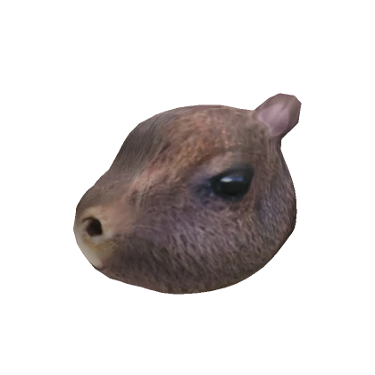 Baby Capybara Head