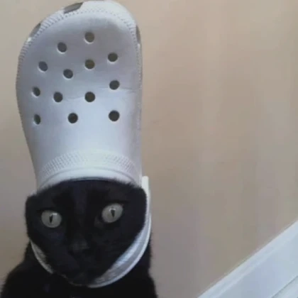 Cat With A Clog PFP