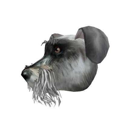 Staring Schnauzer Dog Boster