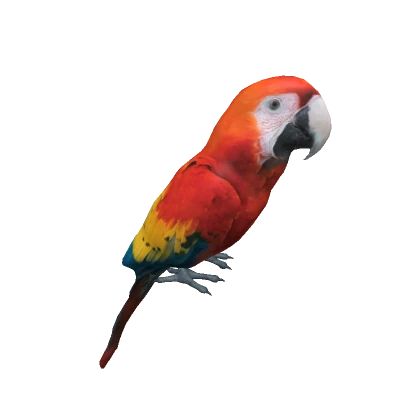 (3d) Scarlet Macaw on head