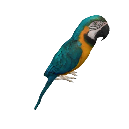 blue-and-yellow macaw on head