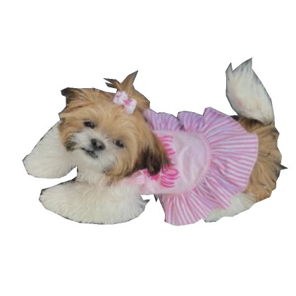 ☆ Nina The Shih Tzu