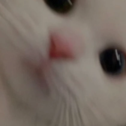 Adorable Cat Pfp