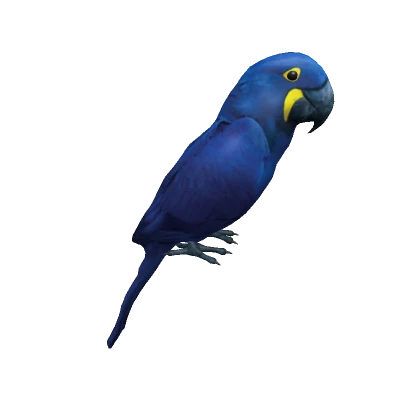 Hyacinth macaw on head