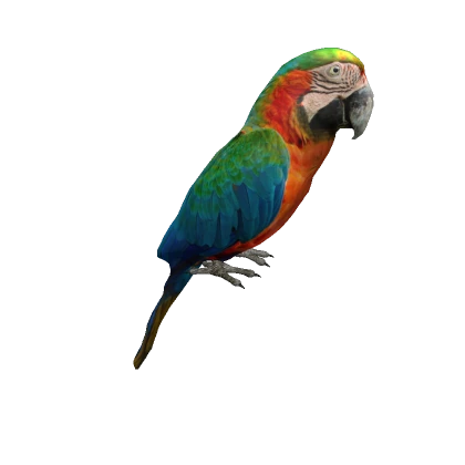 Harlequin Macaw on head