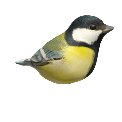 Great-tit on head