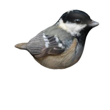 Coal-tit on head