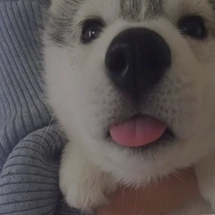 Happy Husky Dog (profile picture)