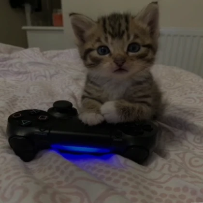 Gaming Cat (profile picture)