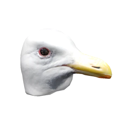 Seagull Head