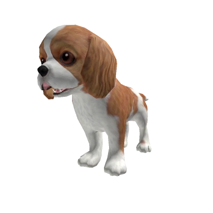 Dog Cavalier King Charles Spaniel Puppy 