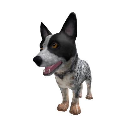 Dog Blue Heeler Puppy