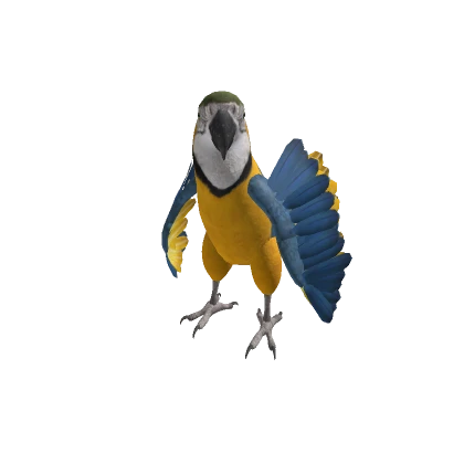 Blue and Yellow Macaw