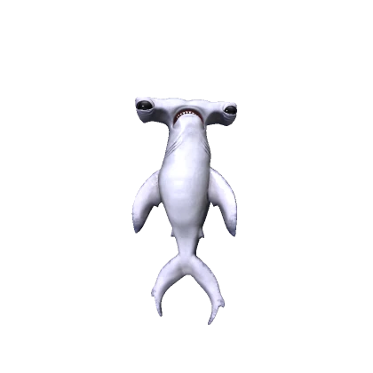 Hammerhead Shark