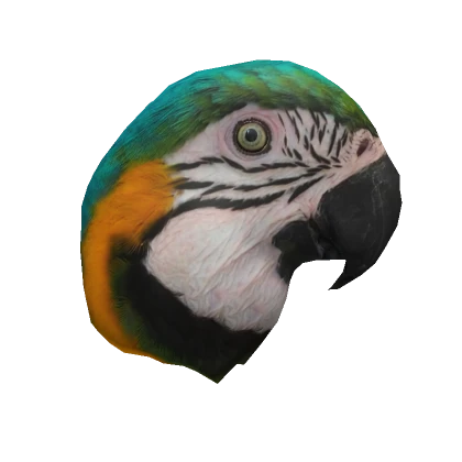 Macaw head