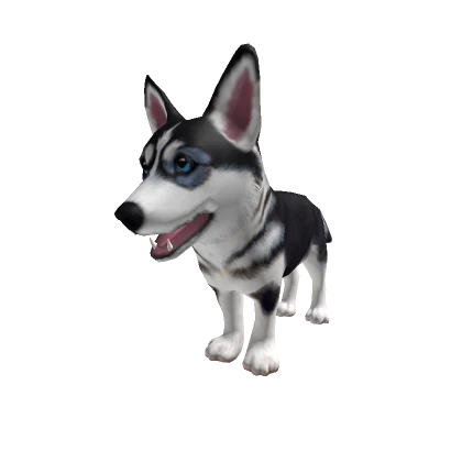 Dog Husky Puppy