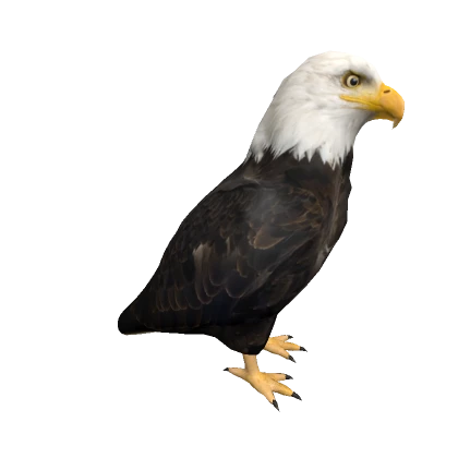 Eagle On Head