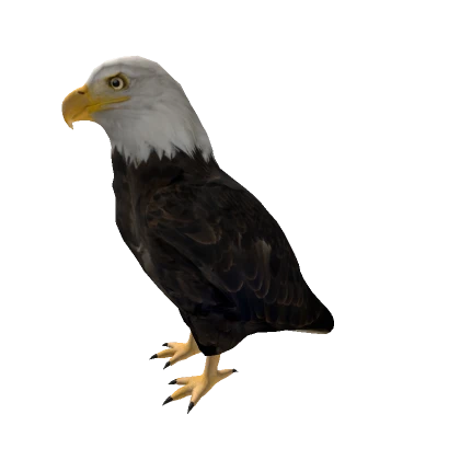 Eagle On Shoulder