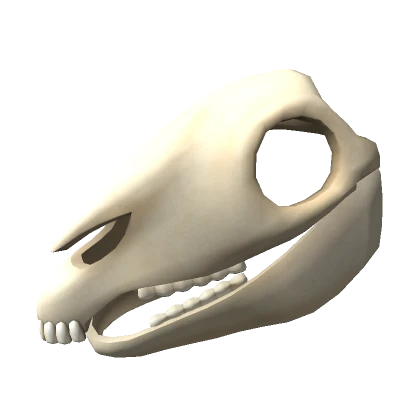 Horse Skull