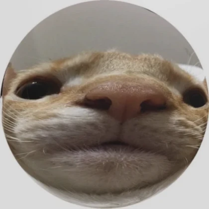 Cat Pfp