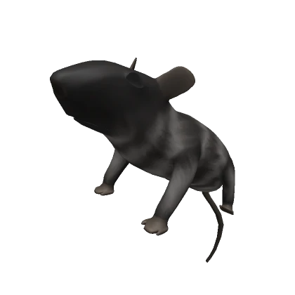 Rat on your head