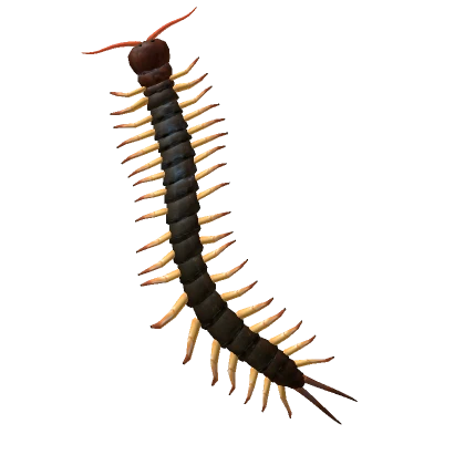 Centipede