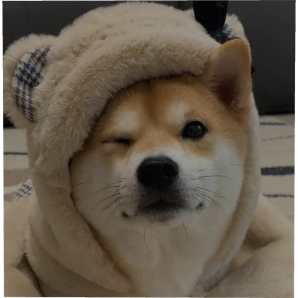 Wink dog (Profile Picture)