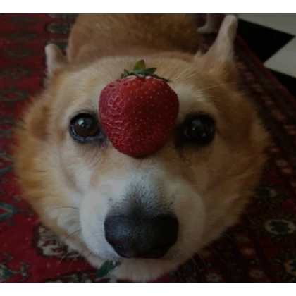 Strawberry Dog (Profile Picture)