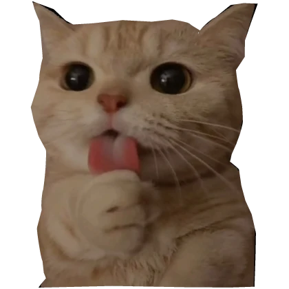 Cute Funny Cat Pal